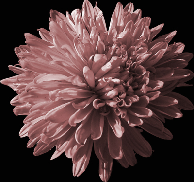 Photos Aster novi-belgii - Aster