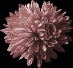 Photos Aster novi-belgii