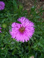 Photos Aster novi-belgii