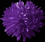 Photos Aster novi-belgii