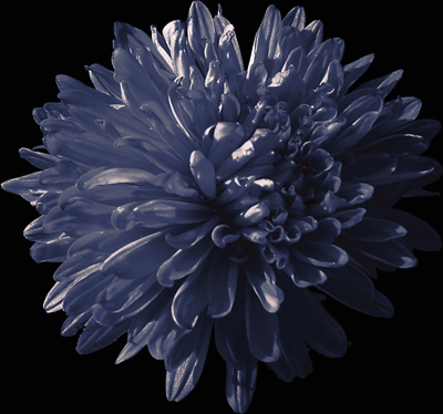 Photos Aster novi-belgii - Aster