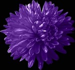 Fotos Aster novi-belgii