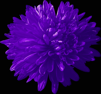 Photos Aster novi-belgii - Aster