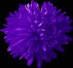 Photos Aster novi-belgii
