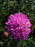 Photos Aster novi-belgii
