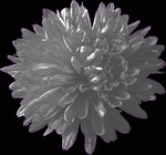 Foto Aster novi-belgii - Settembrini, Astro del Nuovo Belgio