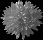 Photos Aster novi-belgii