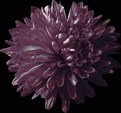 Photos Aster novi-belgii - Aster