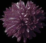 Photos Aster novi-belgii