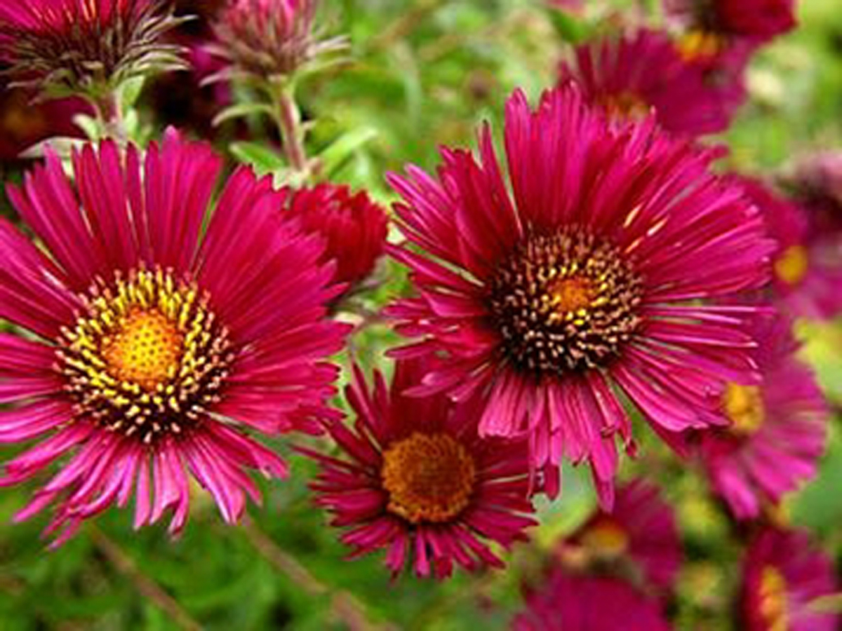 Photos Aster novi-belgii - Aster