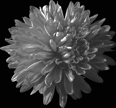 Photos Aster novi-belgii - Aster