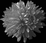 Photos Aster novi-belgii