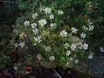 Photos Aster pilosus var. pringlei