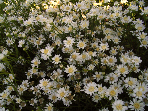 Photos Aster ptarmicoides - Aster