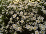 Photos Aster ptarmicoides