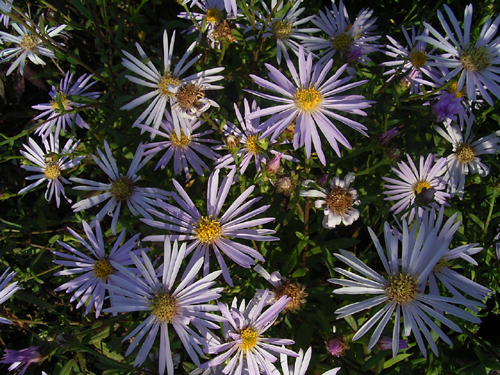 Photos Aster pyrenaica - Aster