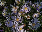 Photos Aster pyrenaica