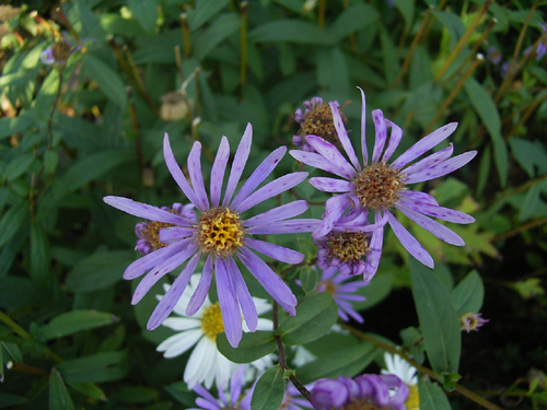 Photos Aster radula - Aster