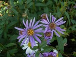 Photos Aster radula