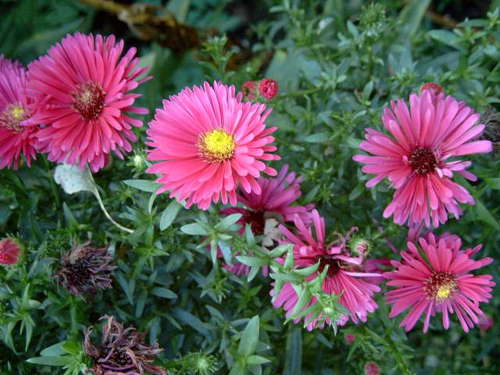 Fotos Aster novae-angliae - 