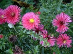 Photos Aster novae-angliae
