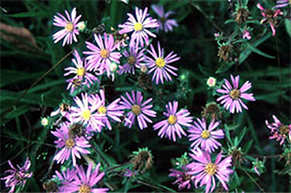 Photos Aster spectabilis - Aster