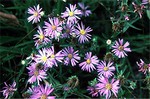 Photos Aster spectabilis