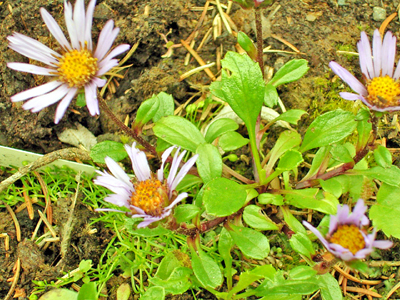 Photos Aster stracheyi - Aster