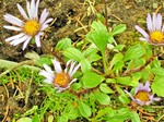 Photos Aster stracheyi