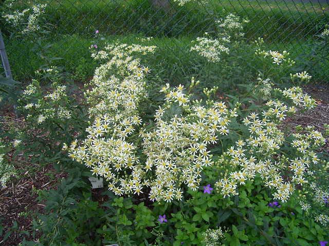 Photos Aster umbellatus - Aster
