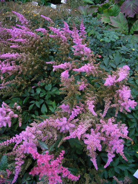 Photos Astilbe chinensis var. davidii - False goatsbeard