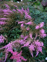 Astilbe chinensis var. davidii - Pracht-Spiere Serenade