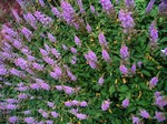 Astilbe chinensis var. taquetii - Teppich-Spiere