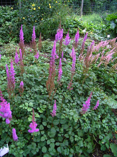 Photos Astilbe chinensis var. taquetii - False goatsbeard