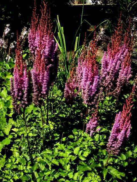Photos Astilbe x arendsii - False goatsbeard