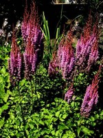 Astilbe x arendsii - Arends-Pracht-Spiere Fanal