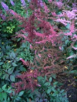 Astilbe simplicifolia - Pracht-Spiere Dunkellachs