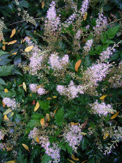 Photos Astilbe simplicifolia - False goatsbeard