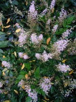 Astilbe simplicifolia - Pracht-Spiere Buchanan
