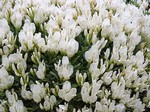 Astragalus angustifolius - Schmalbl�ttriger Polster-Tragant