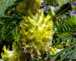 Photos Astragalus centralpinus