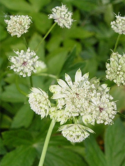 Photos Astrantia helleborifolia hort. - 