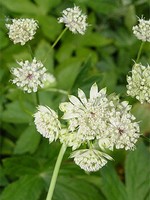 Astrantia helleborifolia hort. - Kaukasus-Sterndolde