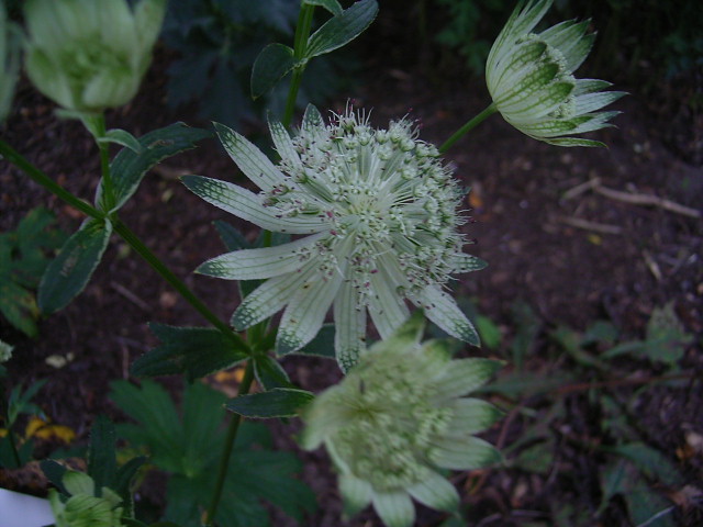Photos Astrantia major - Masterwort
