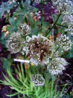 Photos Astrantia major
