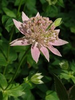 Photos Astrantia maxima