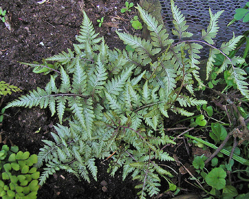 Photos Athyrium niponicum - 