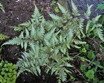 Photos Athyrium niponicum