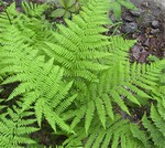 Foto Athyrium filix-femina - Felce femmina