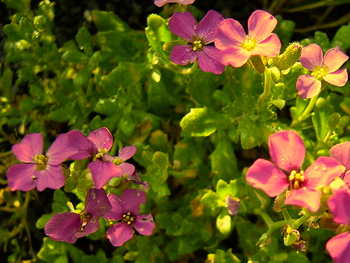 Photos Aubrieta - Lilacbush